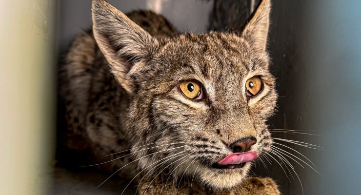 Erzurum'da bitkin halde bulunan vaşak, tedaviye alındı