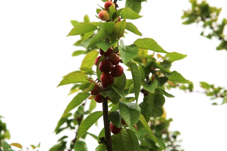 Ripe red cherries growing on a cherry tree branch with green leaves.