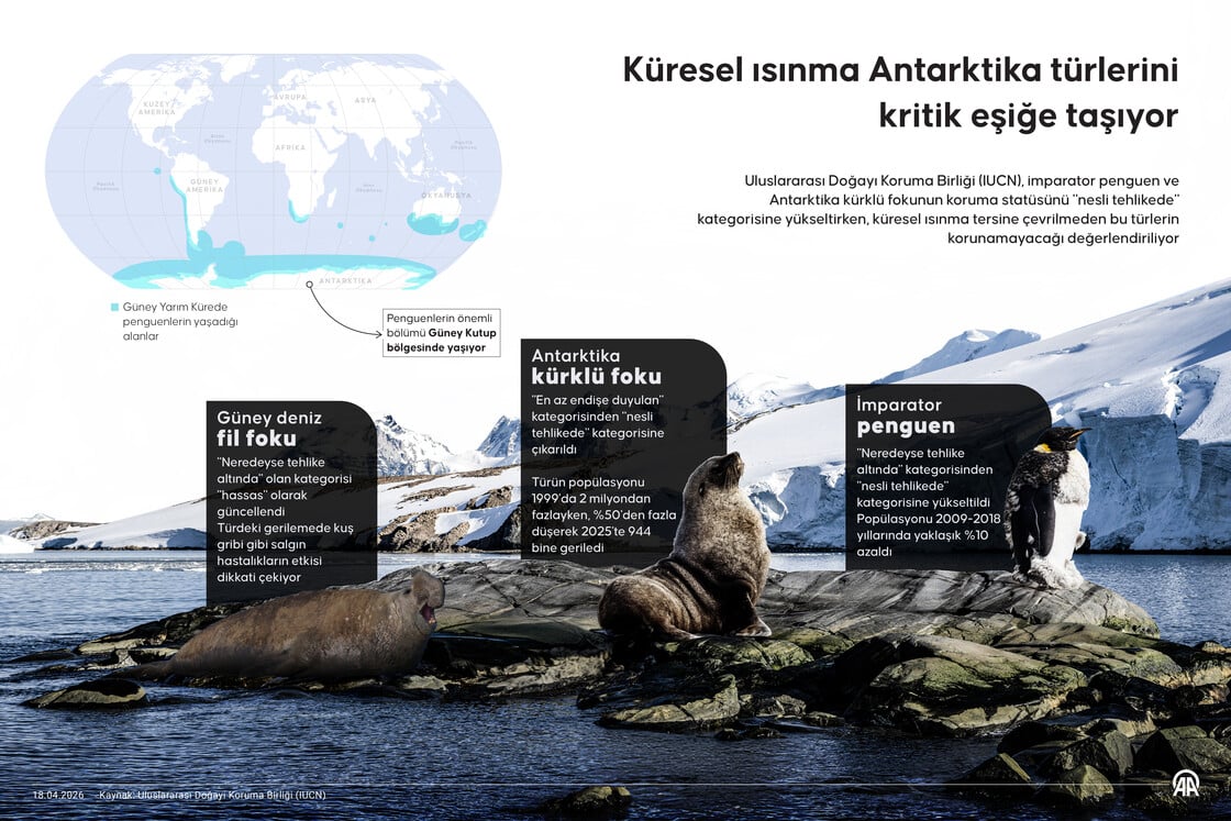 İki Antarktika türünün nesli artık tehlikede: 'Kril popülasyonu artabilir'