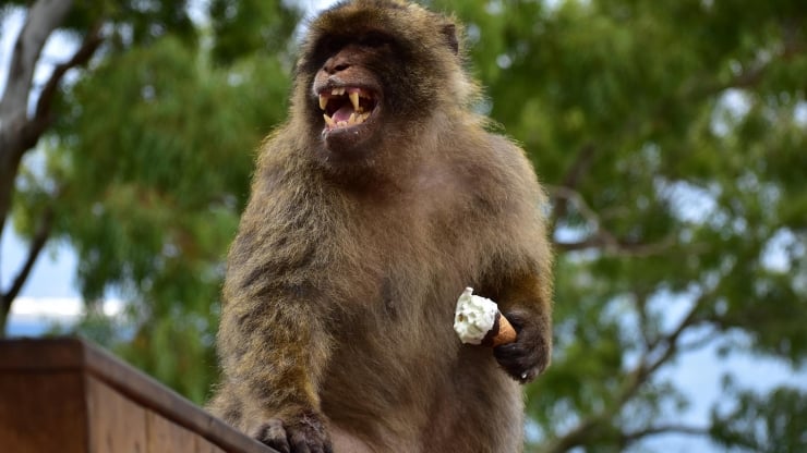 Adult baboon standing on grass with mouth open and sharp teeth showing, holding a white snack in one hand.