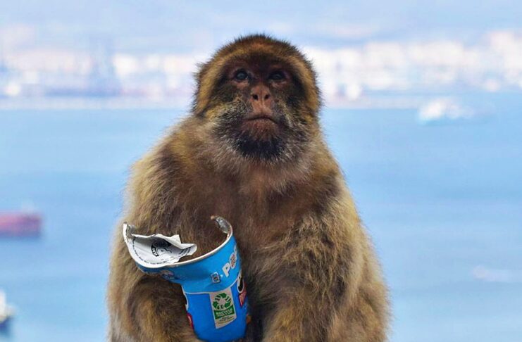 Monkey sitting on a railing by the sea, holding a blue soda cup with a torn napkin inside.
