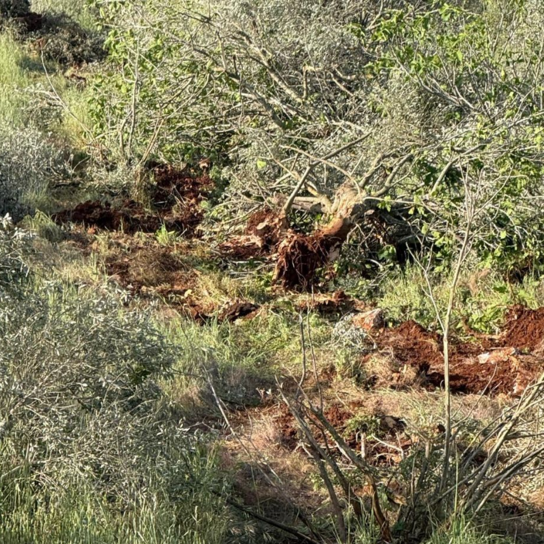 İsrailli bir grup Batı Şeria'da yaklaşık 400 zeytin ağacını kesti
