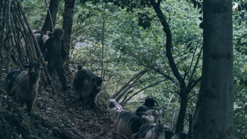 A shepherd leading a flock of long-haired goats along a forest trail among trees and undergrowth.