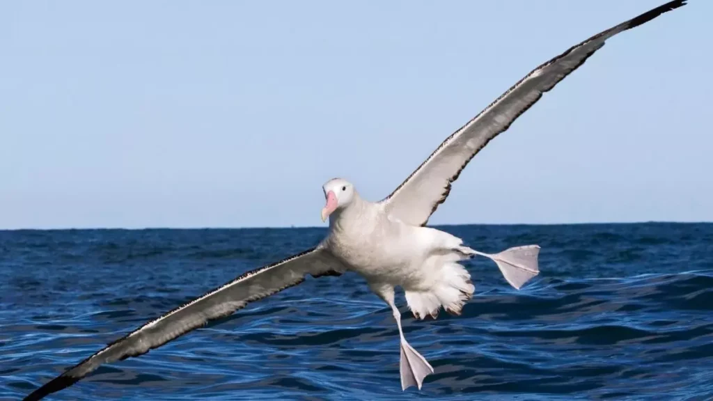 White albatross in flight with wings fully extended over the blue ocean on a clear day.
