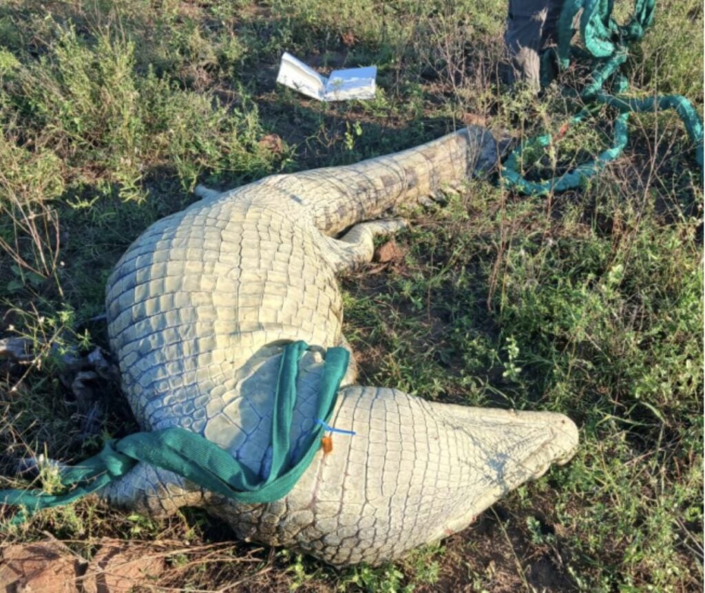 Large pale alligator carcass bound with green straps lying in a grassy field.