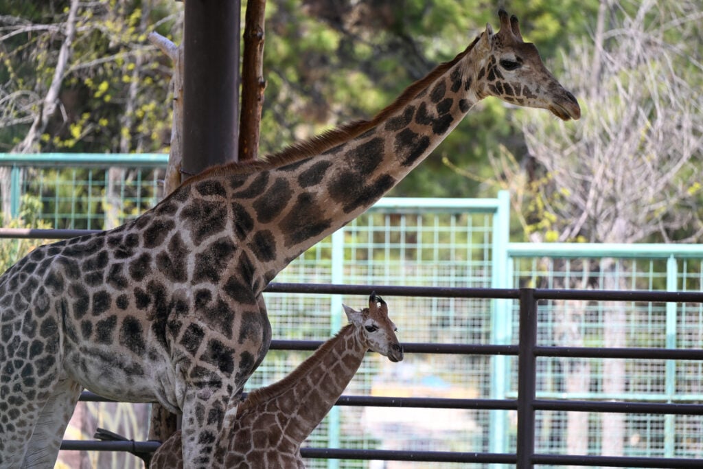 Adult giraffe and a calf in a fenced zoo enclosure, showing long necks and spotted coats in a sunny outdoor setting.