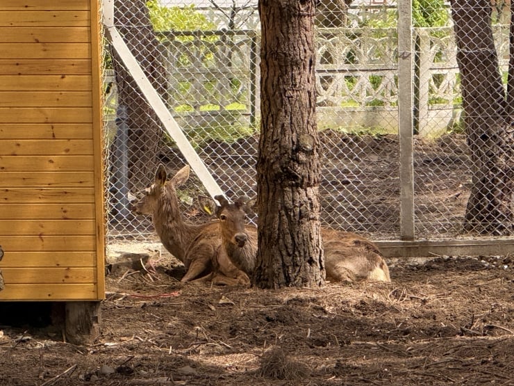 Deer resting on dirt beside a wooden shed inside a fenced enclosure.