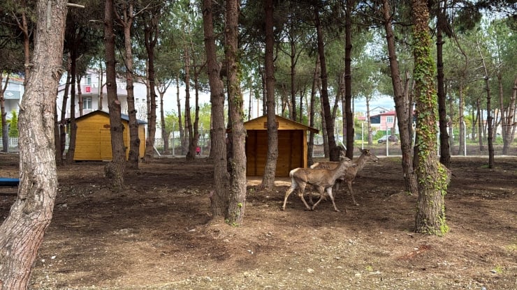 Two deer stand and walk through a wooded park with small yellow cabins in the background.