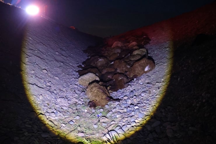 Iğdır'da arı saldırısı: 400 koyun öldü, beş kişi yaralandı