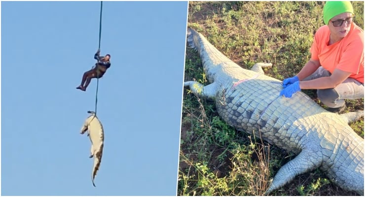 Split image: left shows a person on a rope lowering a large fish; right shows a person in gloves kneeling beside a large crocodile on the ground