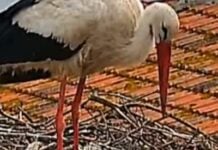 White stork with long red legs standing beside a twig nest with eggs on a tiled roof surface nearby.