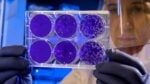 Biology lab worker in gloves holds a clear six-well plate with purple culture media and colonies.