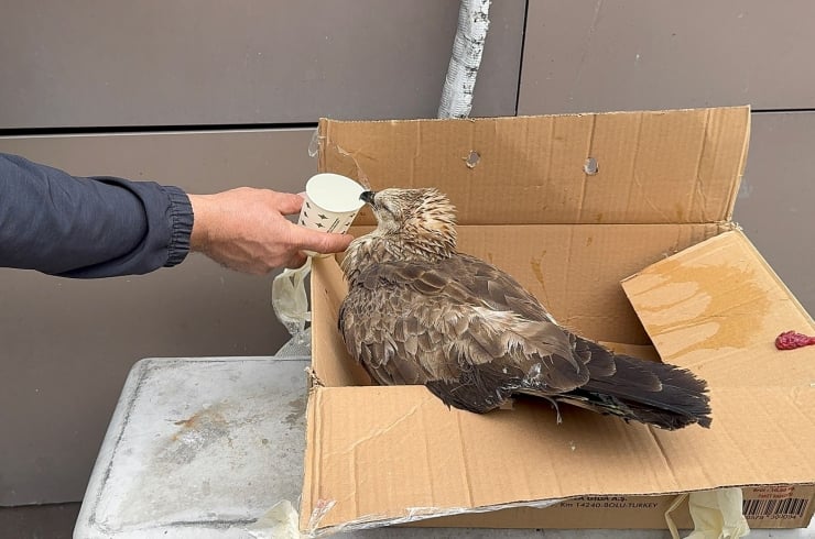 Person offering a cup to a bird perched in an open cardboard box on a gray surface.