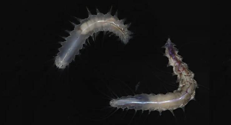 Two translucent bristle worms with spiky appendages floating in a dark background.