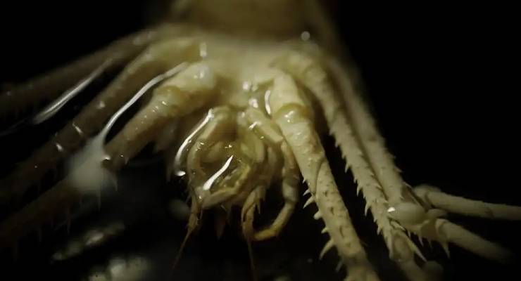 Close-up of a pale crustacean with spiny legs and long antennae on a dark background.