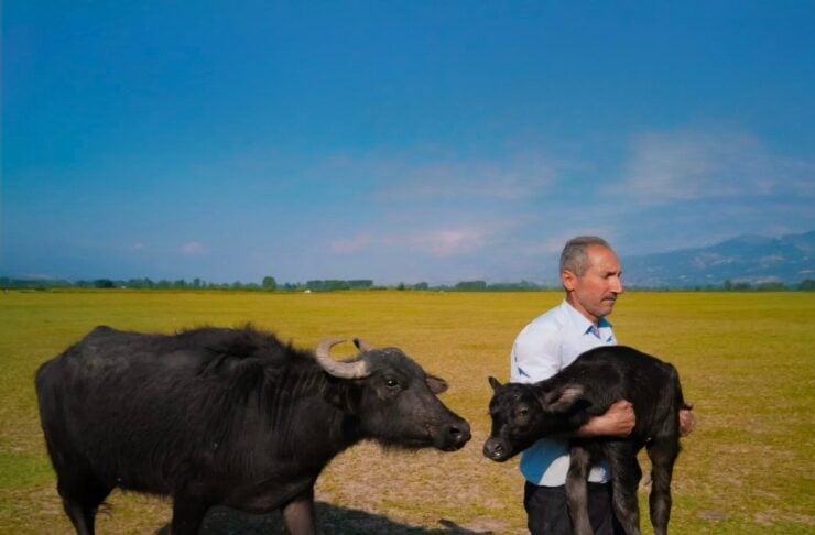 Farmer in a light blue shirt carries a small black calf as a large black buffalo stands nearby on an open field under a blue sky.