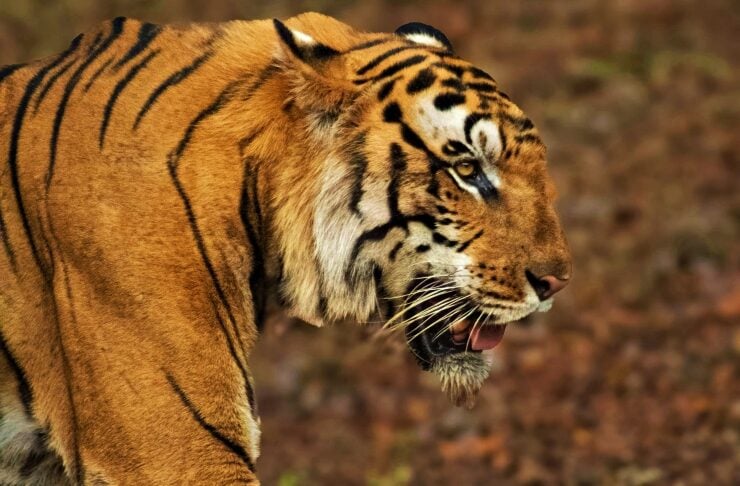 Side-profile of a tiger walking on a dirt ground, showing its orange fur with black stripes and slightly open mouth.