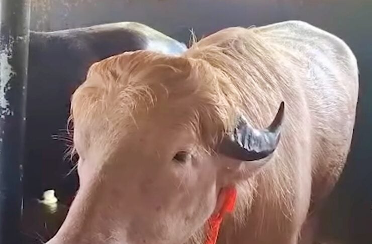 Light brown cow with curved horns standing in a barn stall, red ear tag visible beside its face.
