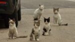 Five cats sit on a paved street beside a parked car, looking toward the camera.