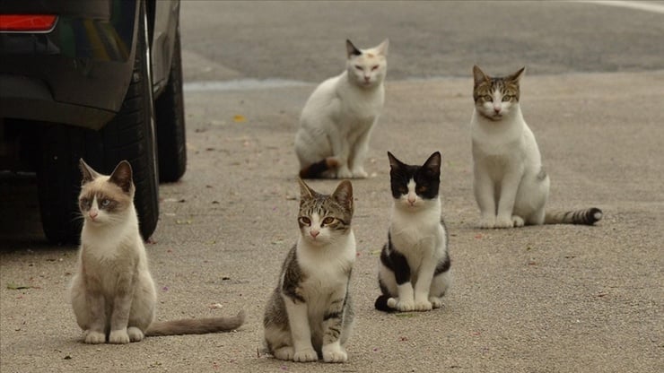 İzmir'de çöpte 33 ölü kedi bulundu