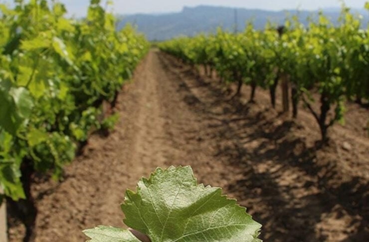 Close-up of a green grape leaf held in a person's hand with a vineyard row in the blurred background.