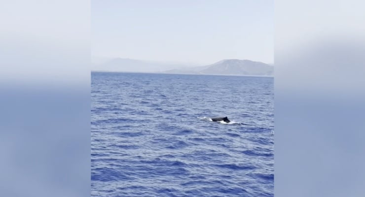 Fethiye açıklarında balina görüldü