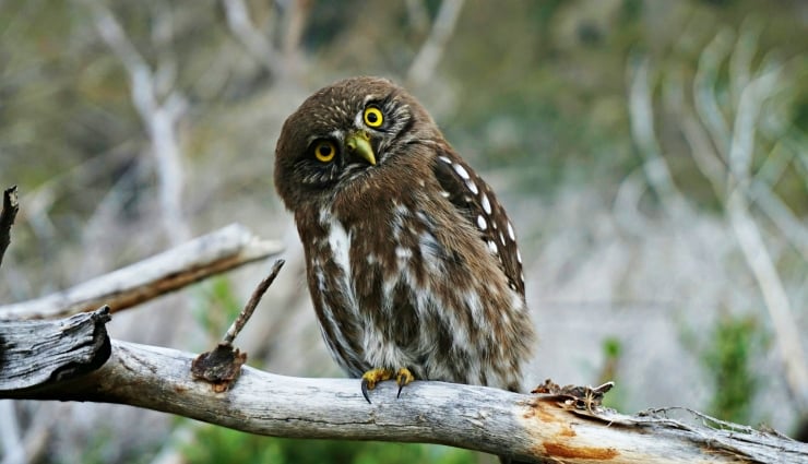 Owl perched on a weathered branch, head tilted with bright yellow eyes, brown and white speckled plumage nearby greenery.