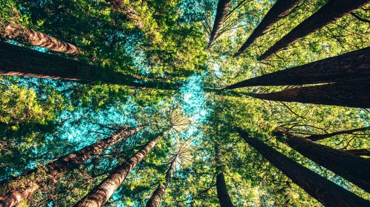 View from the forest floor looking up at tall tree trunks and a green, sunlit canopy with patches of blue sky.