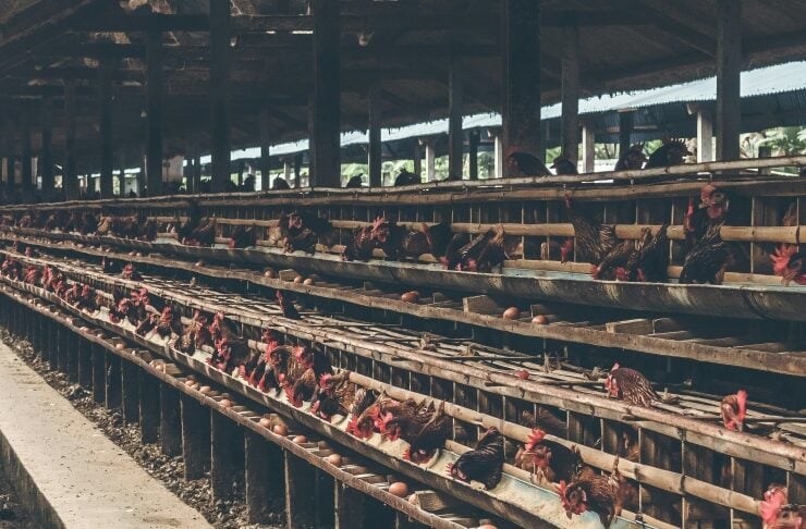Hens in long tiered cages inside a dim poultry barn with eggs on the conveyors/belts for collection.