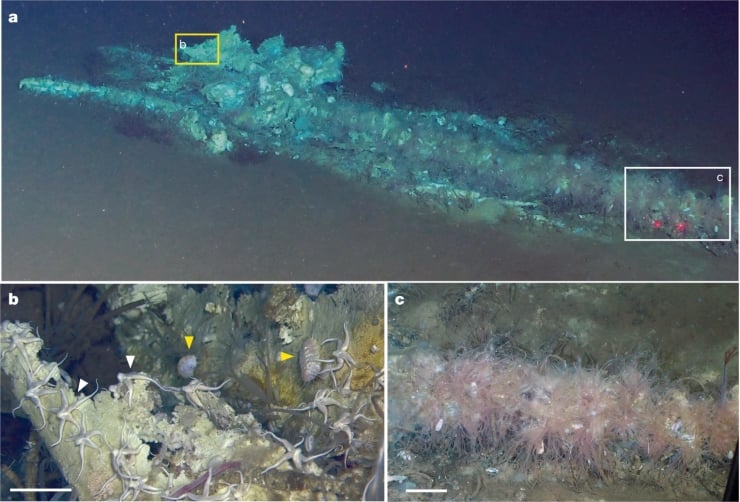 Underwater seabed with a rocky reef; inset b highlights encrusting organisms with markers, inset c shows pink feathery invertebrates on soft sediment.