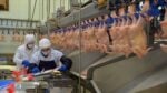 Workers in protective suits processing chickens on a production line in a poultry plant, poultry hanging overhead.