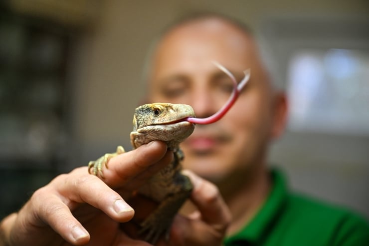 Man in a green shirt holds a small lizard close to the camera, its pink tongue extended toward the lens.