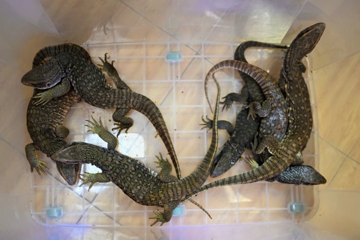 Five juvenile monitor lizards tangled together inside a clear plastic enclosure with a grid floor.