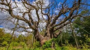 Old sprawling tree with thick, twisting branches supported by metal cables and stakes in a sunny green field.