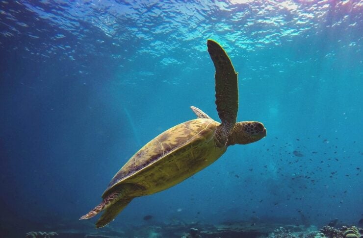 Sea turtle gliding above a coral reef in clear blue ocean.