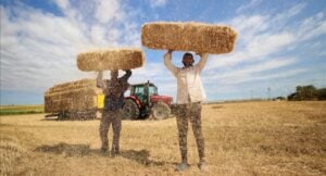 Two farmers lift large bales of hay above their heads in a field with a red tractor in the background.