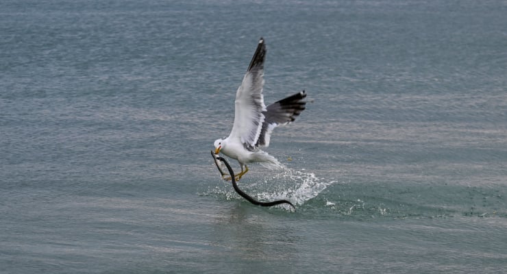 Seagull in mid-flight grabbing a long eel-like fish from the water, wings spread above the surface.