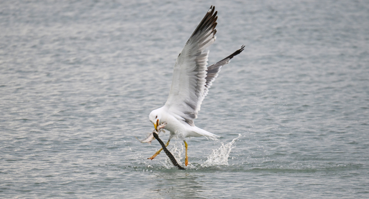 Seagull in flight with a fish in its beak, wings spread over the water surface.