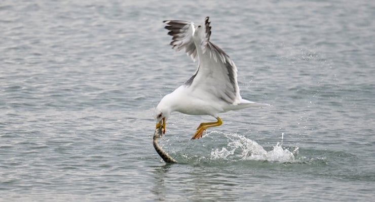 Seagull swooping low to snatch a fish from the water, wings spread wide