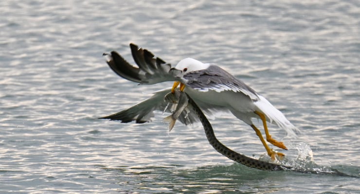 Seagull swooping over the water, grasping a fish in its beak and talons as it lands on the surface.