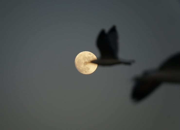 Full moon seen through the blur of two birds in flight at dusk.