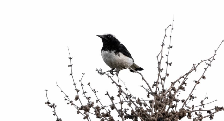 Crow perched on a leafless shrub against a pale sky.