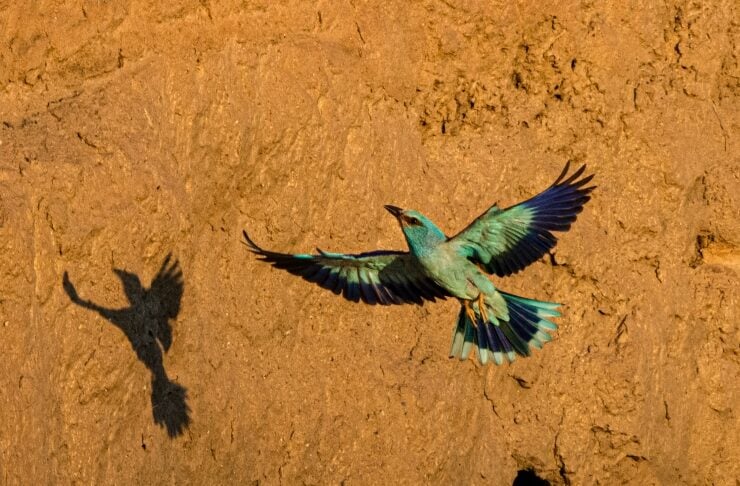 Green-blue bird in flight near a brown cliff, its colorful wings spread with a dark shadow on the wall beside it.
