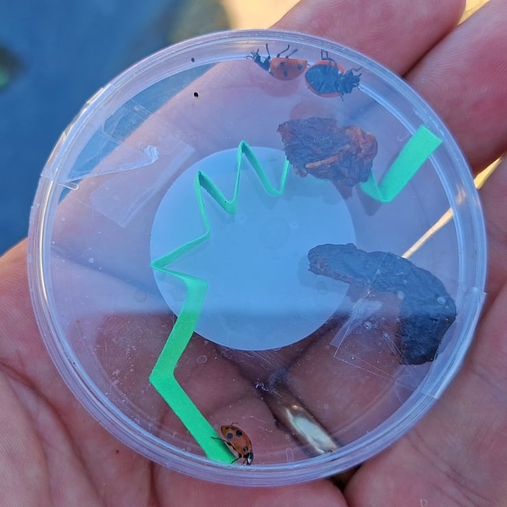 Two orange ladybugs inside a clear plastic container with a bright green zigzag straw, held in a hand outdoors