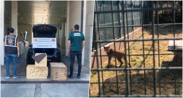 Two-panel scene: left shows a vehicle with men and crates in a building entrance; right shows a dog inside a fenced yard.