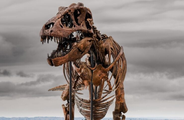 T. rex fossil skeleton mounted on metal supports outdoors under a cloudy sky with grassy hills in the background.