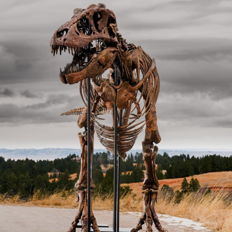 Rekor: T-rex iskeleti 50 milyon dolara satıldı