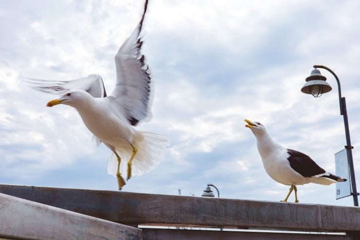 Two seagulls on a railing by the water, one taking off with wings spread while the other perches and calls against a cloudy sky.