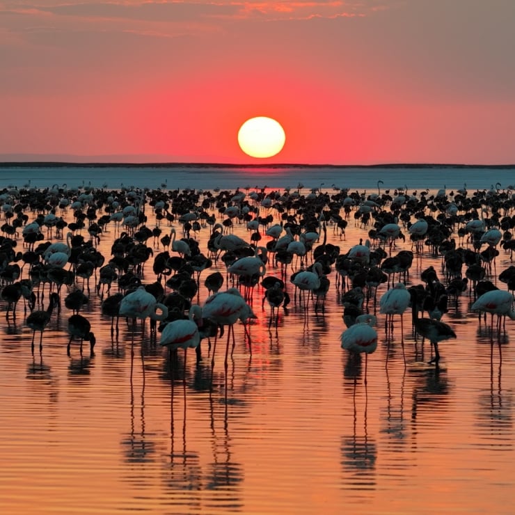 Tuz Gölü'nde yavru flamingo sayısı artıyor