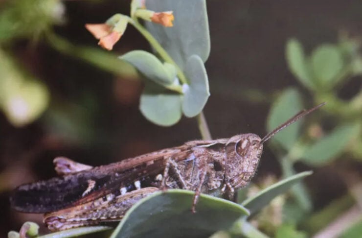 Close-up of a brown grasshopper perched on green leaves, side view showing long antennae and textured body.